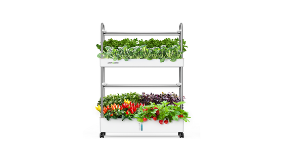 Ahopegarden Sistema Di Coltivazione Idroponica Con Controllo Temperatura
