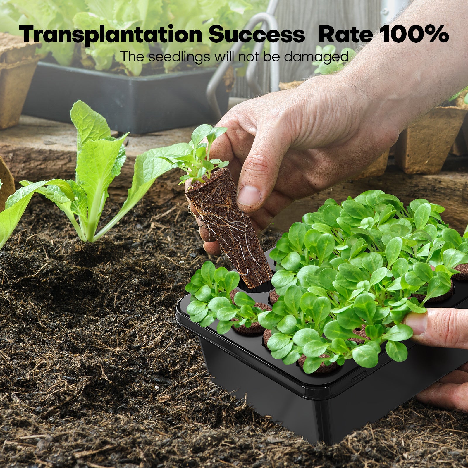 Using Ahope 40-Cell Seed Starting Trays for Successful Transplantation