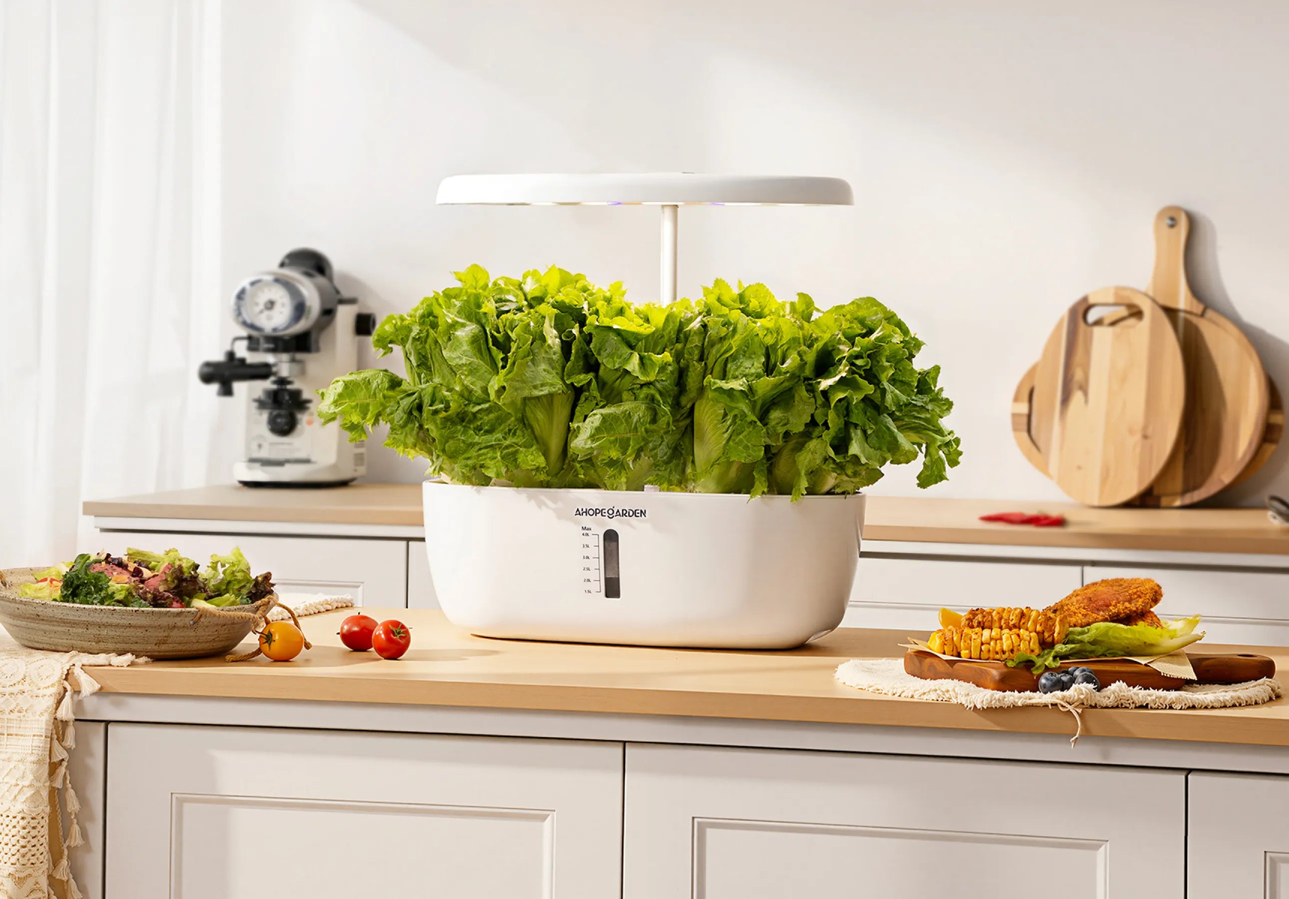 Add Nutrients & Adjust Light